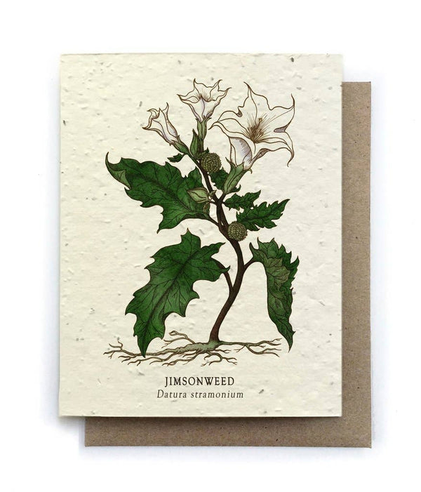 Plantable Card - Jimson Weed